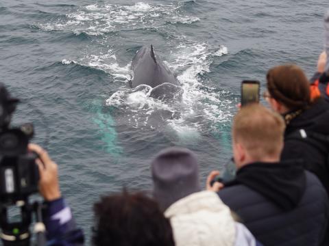 passengers watch a humpback whale surface very close to the boat