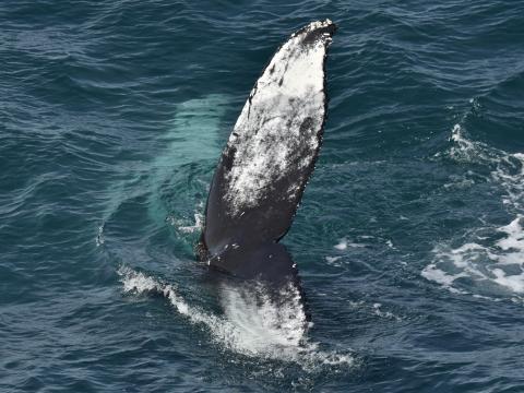 humpback whale fluke