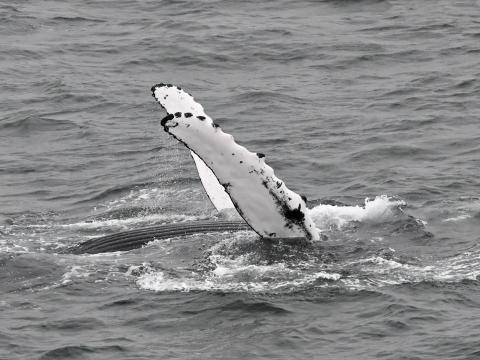 humpback whale pectoral fins