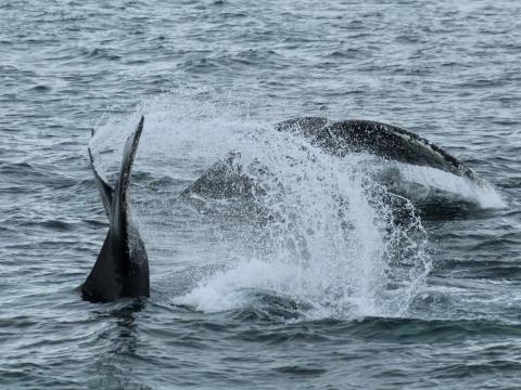 baby humpback whale learns to tail slap