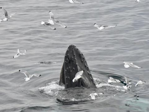 humpback whale surfaces with head first and birds all around