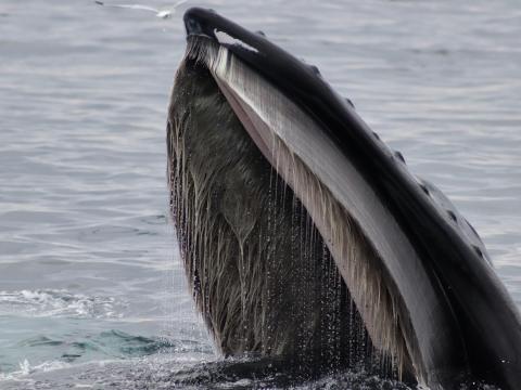inside humpback whale's mouth: baleen plates dripping with water