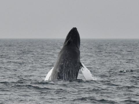 breaching humpback whale