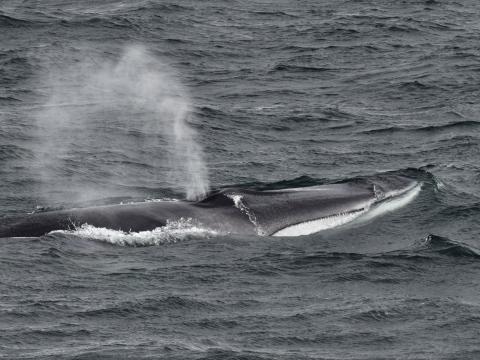 fin whale surfacing and blowing steam in rough seas