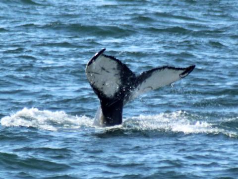 humpback whale fluke