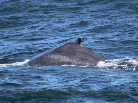 humpback whale dorsal fin