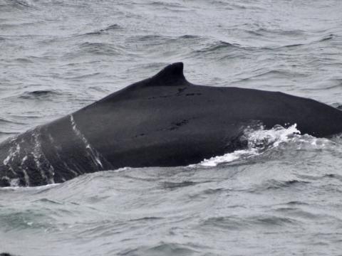 humpback whale dorsal fin