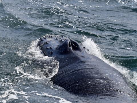humpback whale seen from behind, you can clearly see the nostrils and the bumps on its mouth