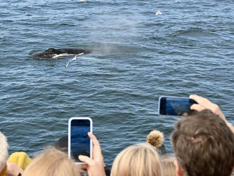 passengers looking at a humpback whale