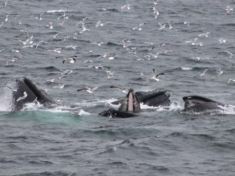 multiple humpback whales lunge feeding under birds