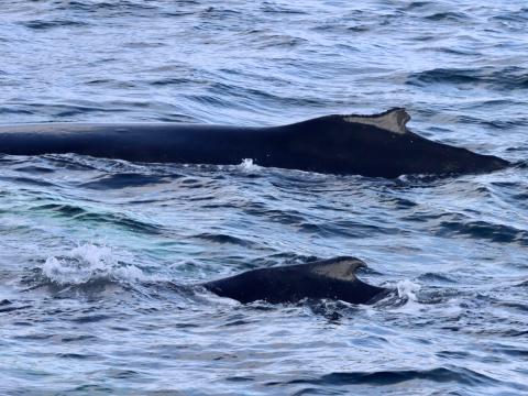 humpback whales