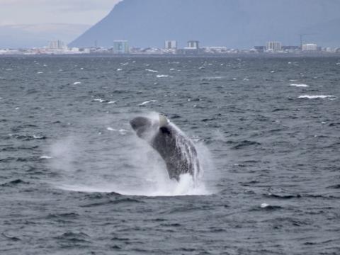 humpback whale breaching