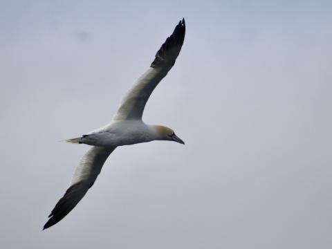 northern gannet