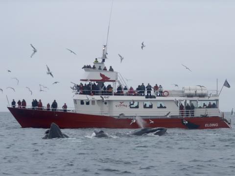 Humpback whales lunge feed next to Elding whale watching boat.