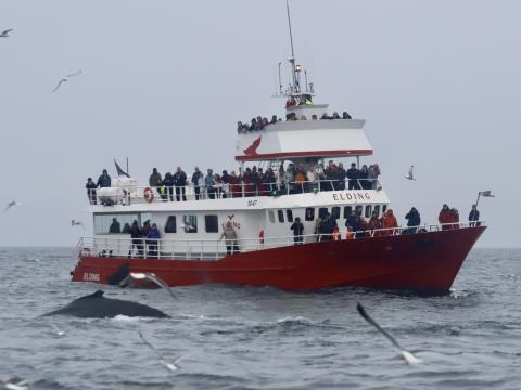 humpback whale surfaces next to Elding