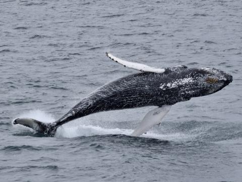 breaching humpback whale
