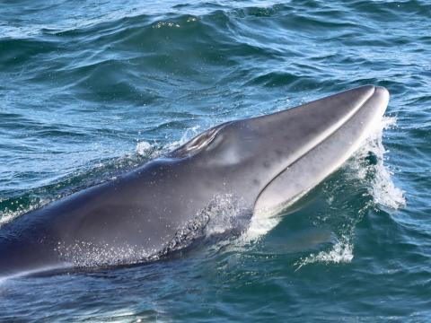 minke whale snout