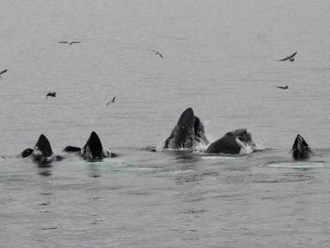 several lunge feeding humpback whales