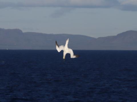 diving northern gannet