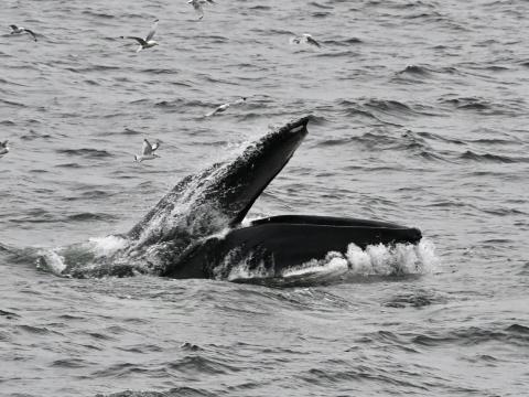 humpback whale feeding with open mouth