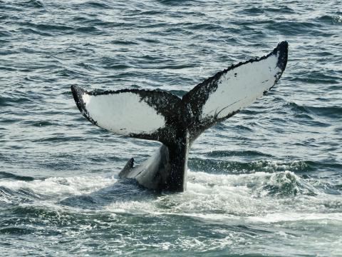 humpback whale fluke