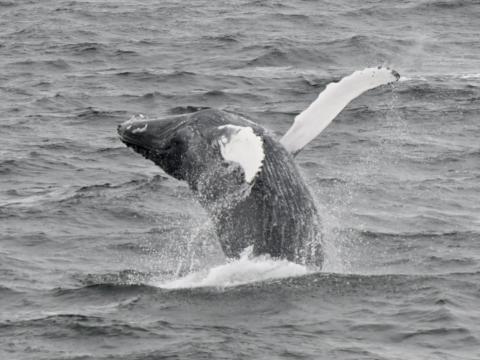 humpback whale breaching
