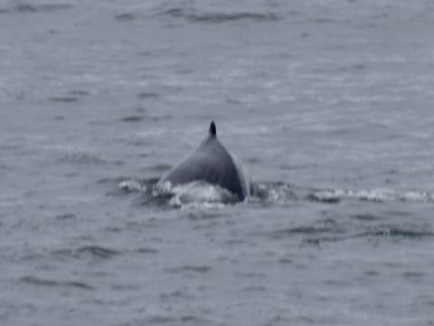humpback whale dorsal fin