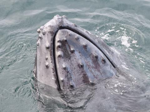 humpback whale mouth