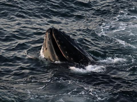 humpback whale spyhopping