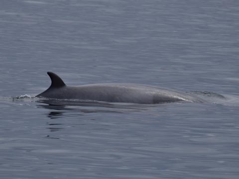 Minke whale dorsal fin and back on the water surface.