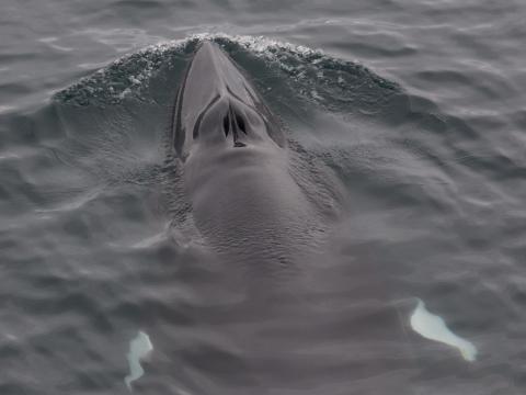 a Minke whale swims just under the surface, coming up for air.