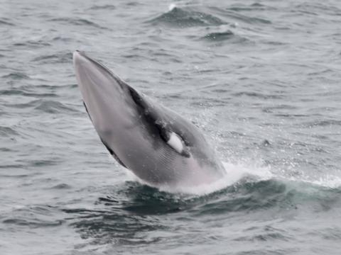 Minke whale launches out of the water and breaches into the air!