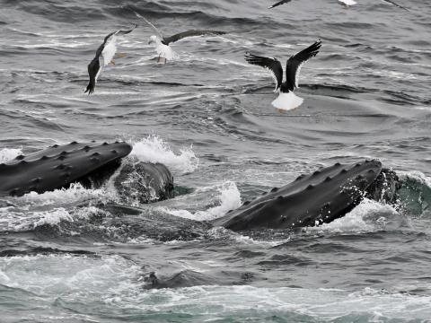 Lunge feeding humpback whales surface amongst seagulls.