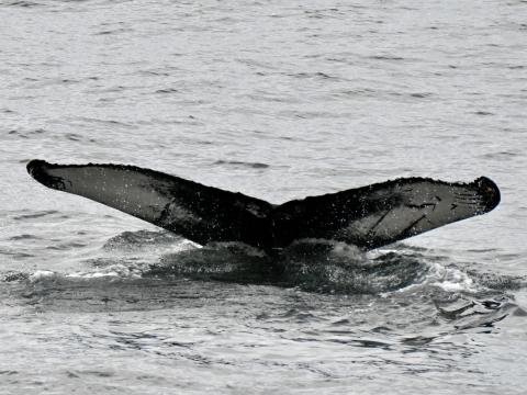 humpback whale fluke