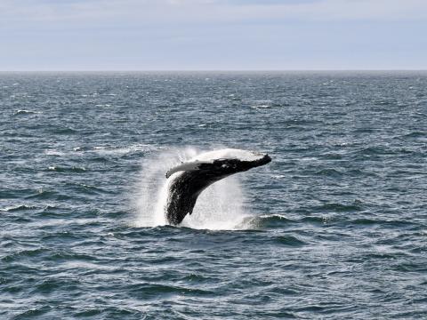 Breaching humpback whale.