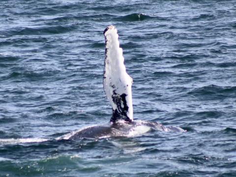 humpback whale pectoral fin