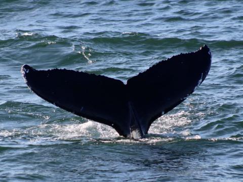 humpback whale fluke