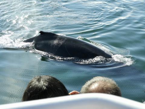 humpback whale surfaces in front of passengers on a whale watching boat