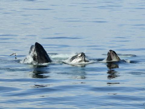 three humpback whale lunge feed together in calm waters