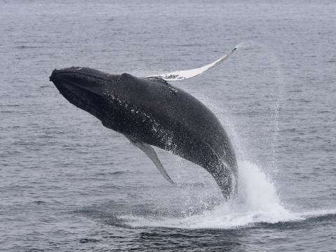 breaching humpback whale up close