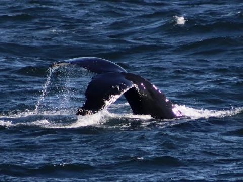 humpback whale fluke
