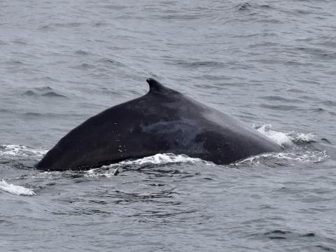 humpback whale dorsal fin