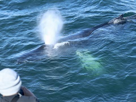 humpback whale surfaces very close to person on a whale watching boat