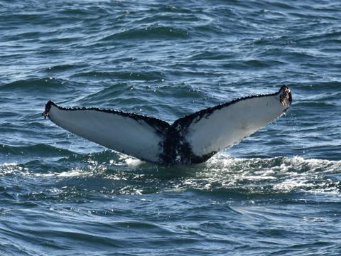 humpback whale fluke