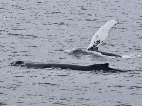 humpback whales surface and one raises pectoral fins in the air