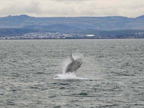 breaching humpback whale with nice landscape in the background
