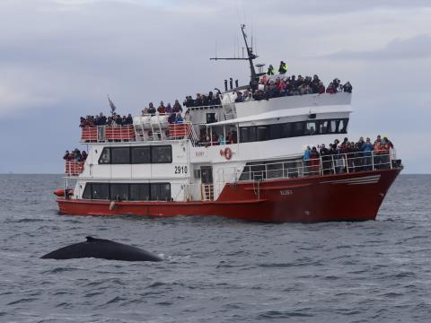 Eldey whale watching boat full of people watching a humpback whale dive.