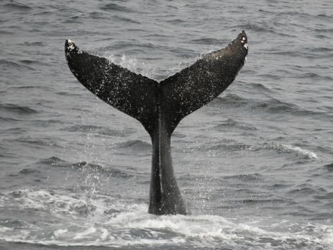 humpback whale fluke high in the air