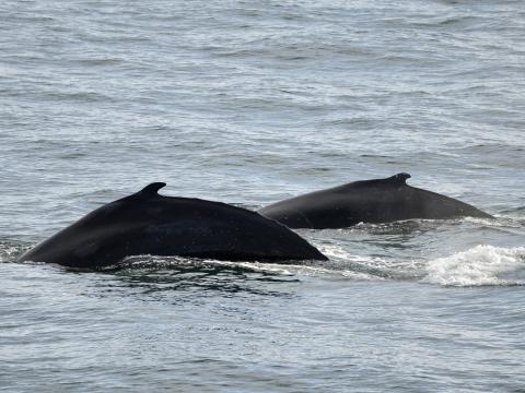 two humpback whales surface together