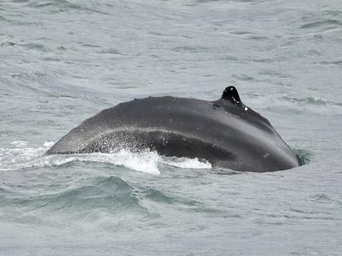 humpback whale dorsal fin